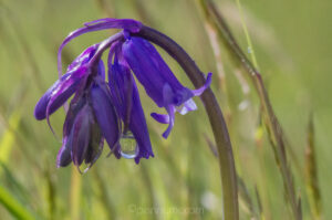 Bluebell with dew drops