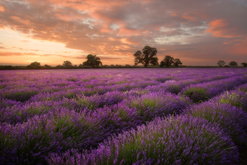 Lavender Beauty