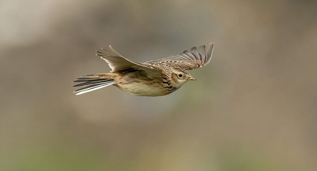 Skylark in flight Bob Brewer