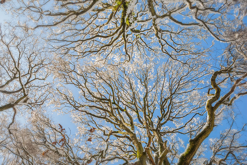 Quantock Winter Trees reach for the sky
