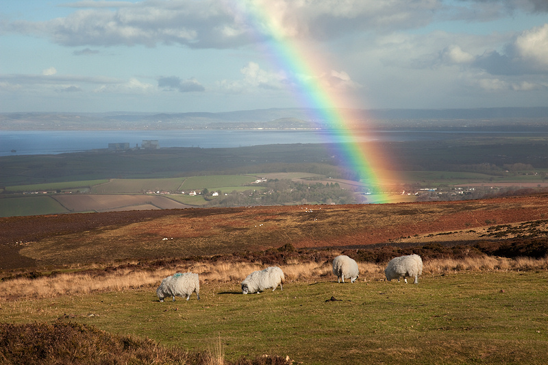 Quantock Sheep with Rainbow