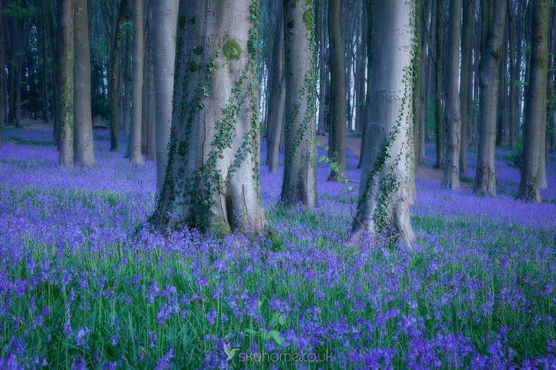 Ivy wrapped trees in Somerset Bluebell wood