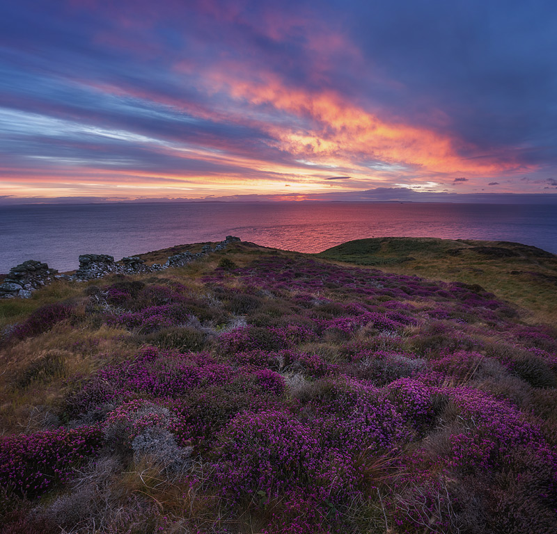 Heather at Dawn on the Mull of Galloway