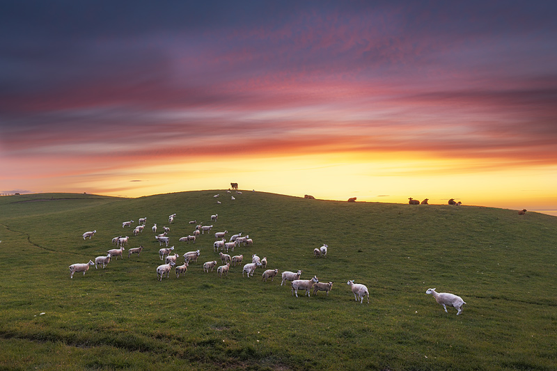Sheep at the Mull of Galloway at Dawn