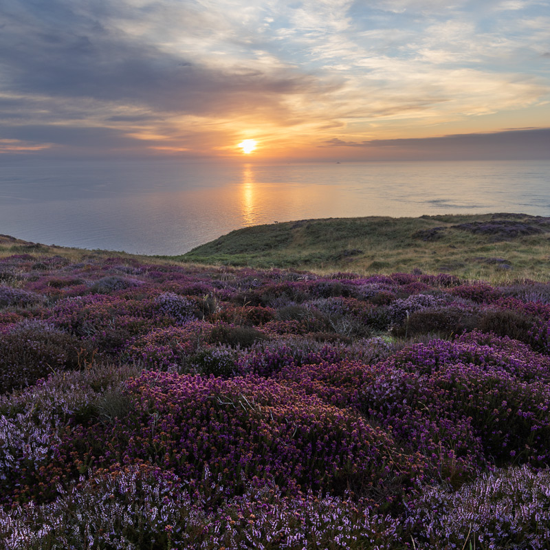 First Sunlight on the Heather