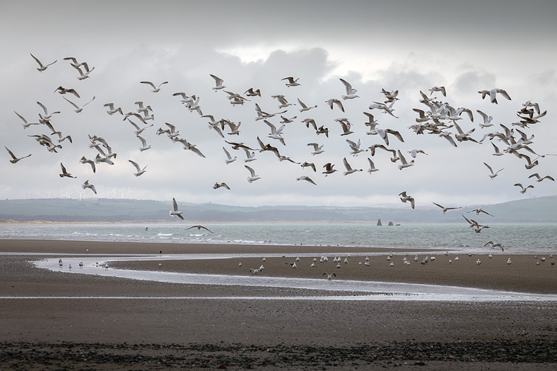 Gulls at Sandhead